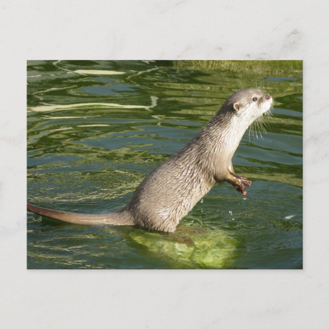 Asiatischer kurzer Kratzerotter Postkarte (Vorderseite)