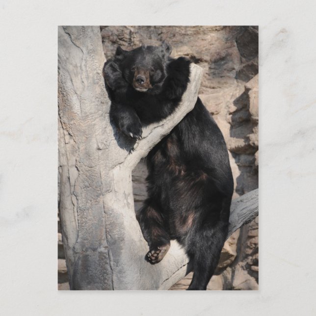 Asiatischer Schwarzbär Postkarte (Vorderseite)