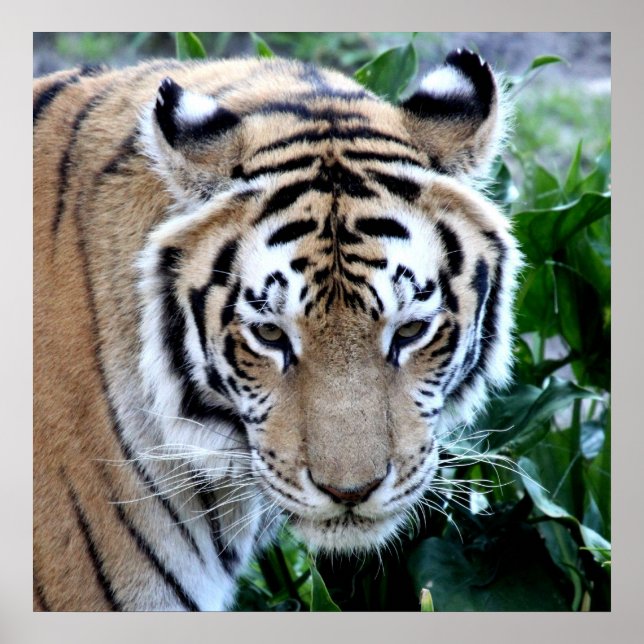 Asiatischer Tiger Poster (Vorne)