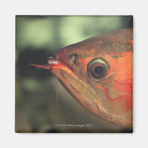 Asiatisches arowana magnet