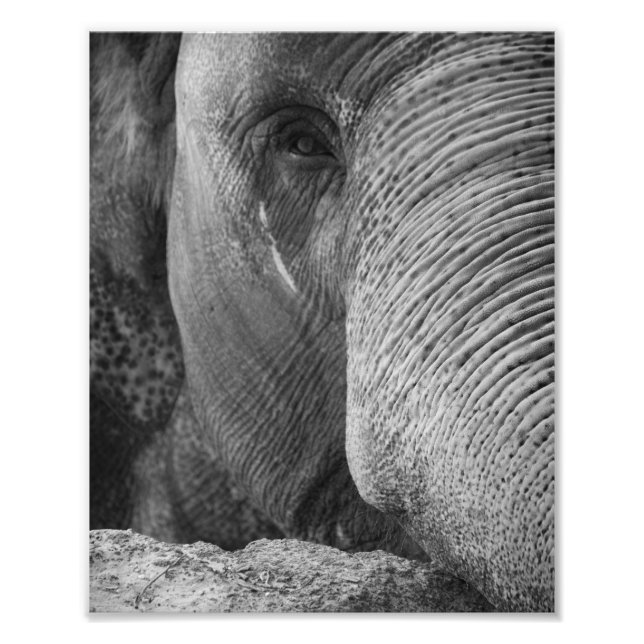 Asiatisches Elephant-Face-Foto Fotodruck (Vorne)