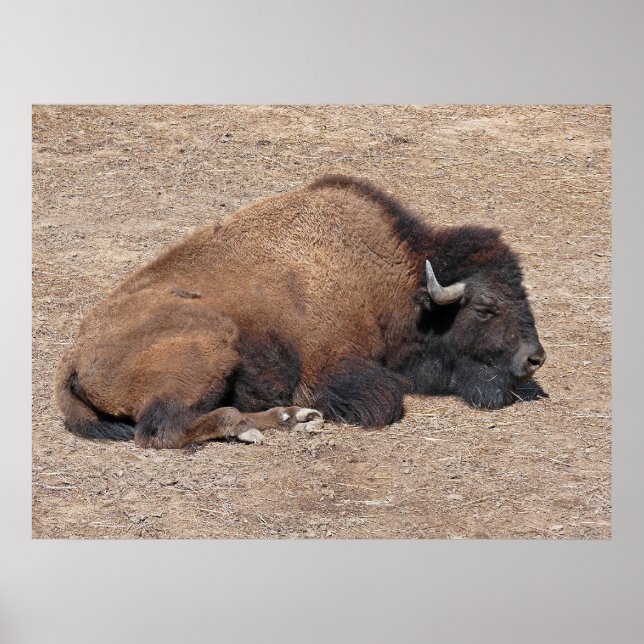 Asiatisches Wasserbüffel Poster (Vorne)