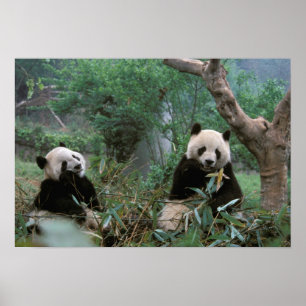 Asien, China, Chengdu. Giant Panda - 2 Poster