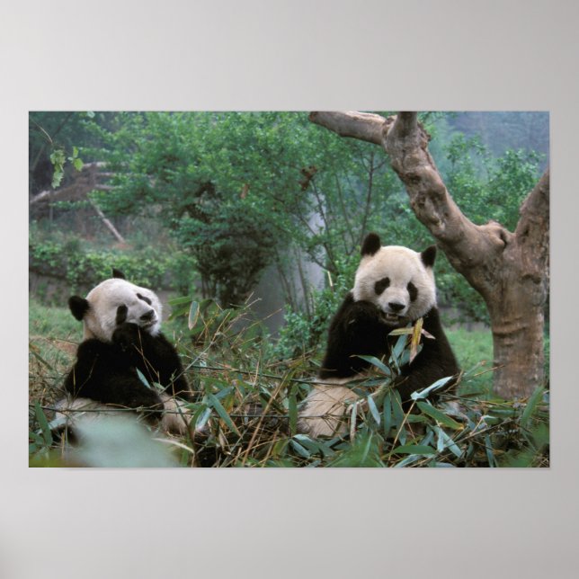 Asien, China, Chengdu. Giant Panda - 2 Poster (Vorne)