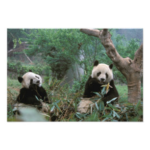 Asien, China, Chengdu. Giant Panda Sanctuary Fotodruck