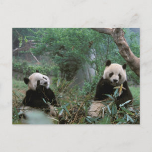 Asien, China, Chengdu. Giant Panda Sanctuary Postkarte