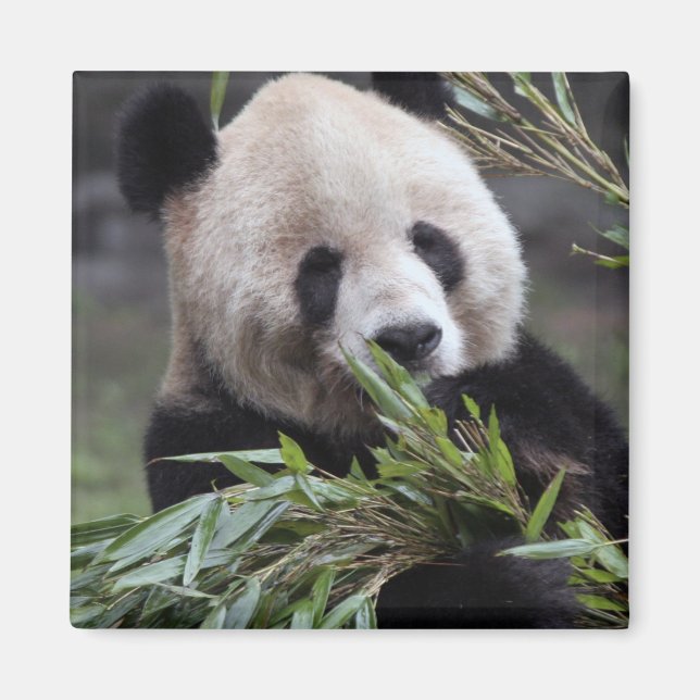 Asien, China Chongqing. Giant Panda Magnet (Vorne)