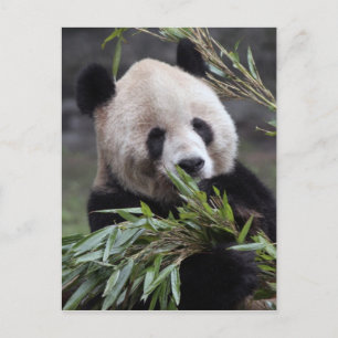 Asien, China Chongqing. Giant Panda Postkarte
