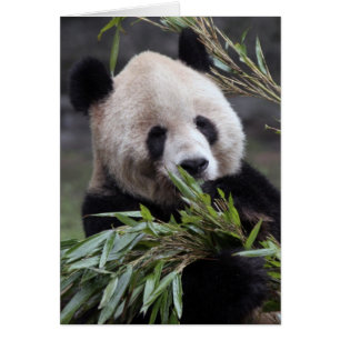 Asien, China Chongqing. Riesiger Panda