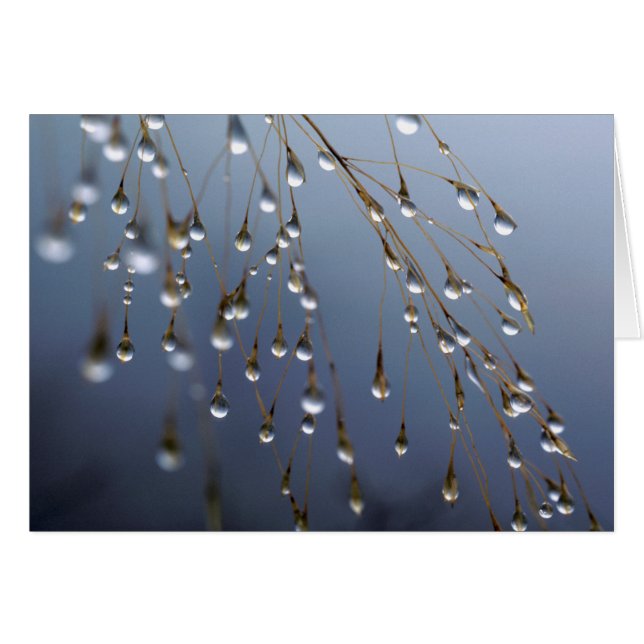 Asien, China| Huansan, Dewdrops (Vorderseite (Horizontal))