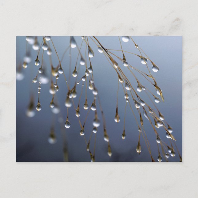 Asien, China | Huansan, Dewdrops Postkarte (Vorderseite)