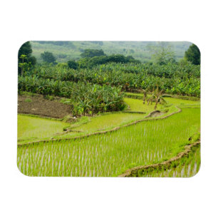 Asien, China, Provinz Yunnan, Honghe. Banane Magnet