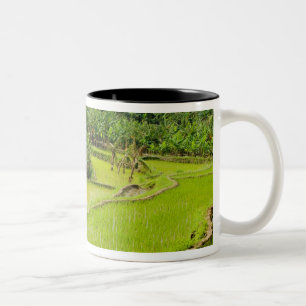 Asien, China, Provinz Yunnan, Honghe. Banane Zweifarbige Tasse