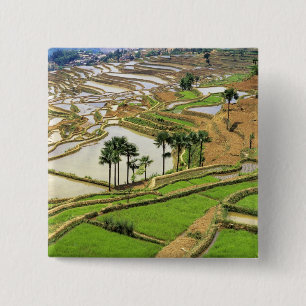 Asien, China, Yunnan, Honghe.  Reisterrassen in de Button