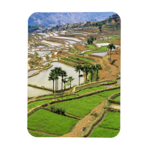 Asien, China, Yunnan, Honghe.  Reisterrassen in de Magnet