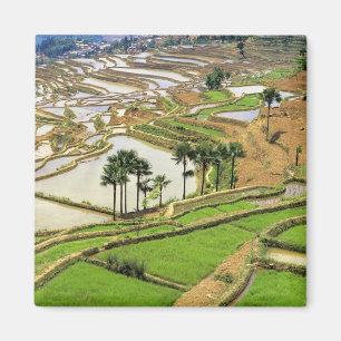 Asien, China, Yunnan, Honghe.  Reisterrassen in de Magnet