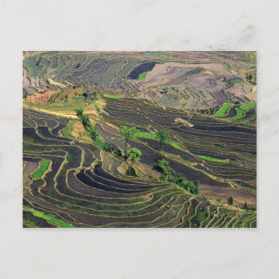 Asien, China, Yunnan, Honghe. Reisterrassen in der Postkarte