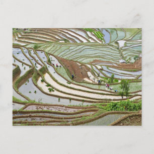 Asien, China, Yunnan, Jinping. Einheimische Yi Postkarte