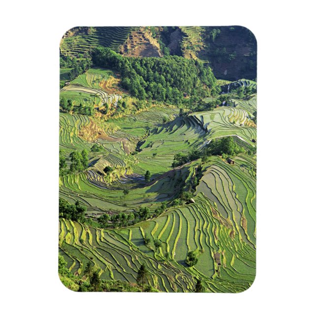 Asien, China, Yunnan, Yuanyang. Grünmuster Magnet (Vertikal)