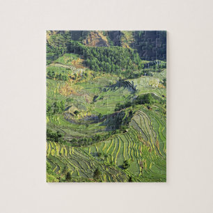 Asien, China, Yunnan, Yuanyang. Grünmuster Puzzle