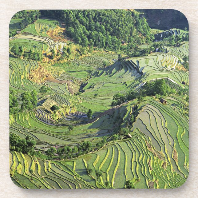 Asien, China, Yunnan, Yuanyang. Grünmuster Untersetzer (Vorderseite)