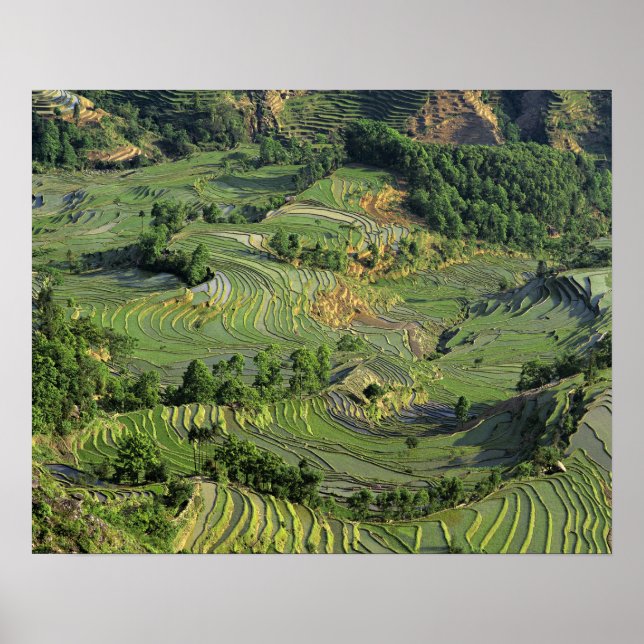 Asien, China, Yunnan, Yuanyang. Muster Grün 2 Poster (Vorne)