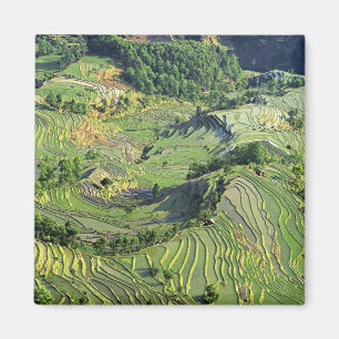 Asien, China, Yunnan, Yuanyang. Muster in Grün Magnet
