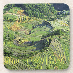 Asien, China, Yunnan, Yuanyang. Muster in Grün Untersetzer
