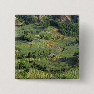 Asien, China, Yunnan, Yuanyang. Muster von Grün 2 Button