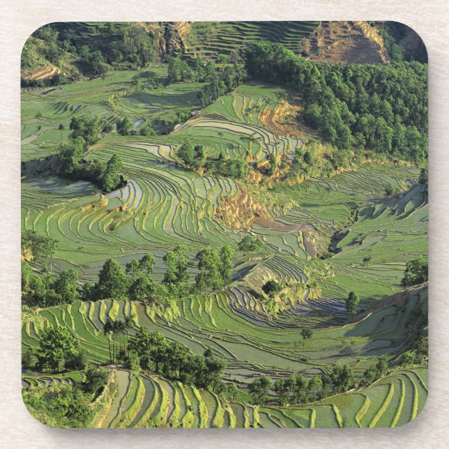 Asien, China, Yunnan, Yuanyang. Muster von Grün 2 Getränkeuntersetzer (Vorderseite)