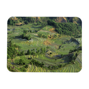 Asien, China, Yunnan, Yuanyang. Muster von Grün 2 Magnet