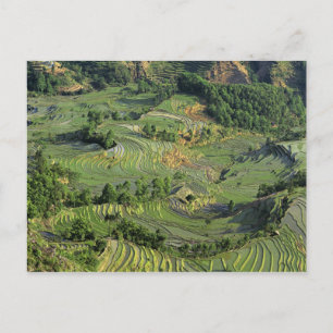 Asien, China, Yunnan, Yuanyang. Muster von Grün 2 Postkarte
