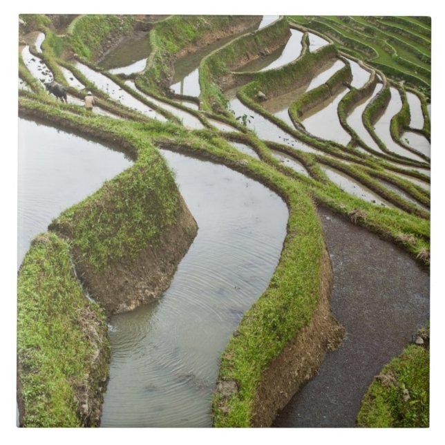 Asien, China, Yunnan, Yuanyang. Reis Fliese (Vorderseite)