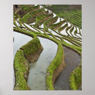 Asien, China, Yunnan, Yuanyang. Überlaufreis Poster