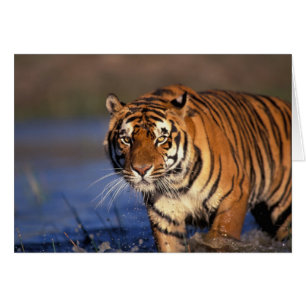 ASIEN, Indien, Bengal-Tiger Panthera tigris)