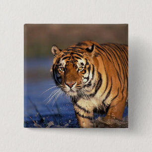 ASIEN, Indien, Bengal-Tiger Panthera tigris) Button
