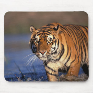 ASIEN, Indien, Bengal-Tiger Panthera tigris) Mousepad