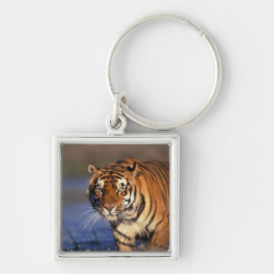 ASIEN, Indien, Bengal Tiger (Panthera tigris) Schlüsselanhänger