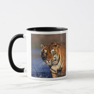 ASIEN, Indien, Bengal Tiger (Panthera tigris) Tasse
