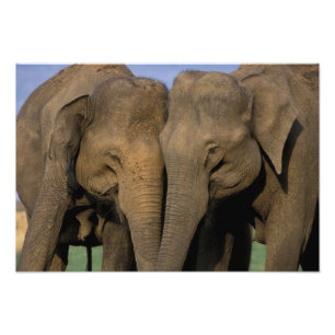 Asien, Indien, Nargahole Nationalpark. Indianer Fotodruck