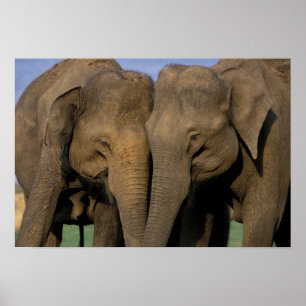 Asien, Indien, Nargahole Nationalpark. Indien 2 Poster