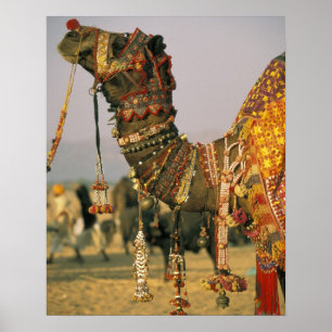 Asien, Indien, Pushkar. Kamel Shamu, Pushkar Poster