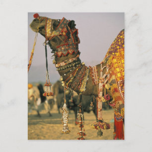 Asien, Indien, Pushkar. Kamel Shamu, Pushkar Postkarte
