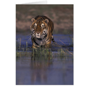 ASIEN, Indien Tiger durch das Wasser
