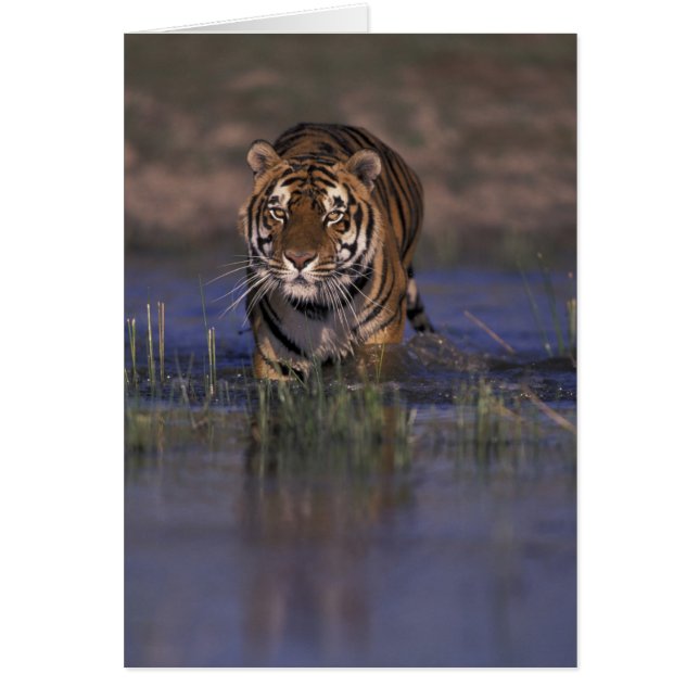 ASIEN, Indien Tiger durch das Wasser (Vorne)