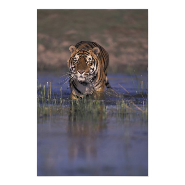 ASIEN, Indien Tiger durch das Wasser Fotodruck (Vorne)