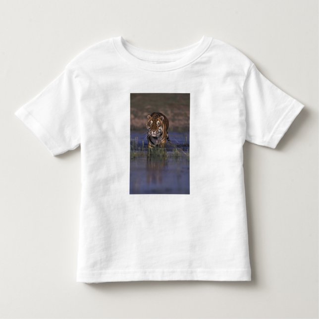 ASIEN, Indien Tiger durch das Wasser Kleinkind T-shirt (Vorderseite)