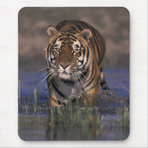 ASIEN, Indien Tiger durch das Wasser Mousepad