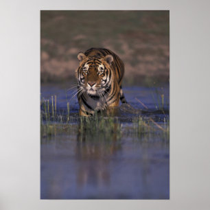 ASIEN, Indien Tiger durch das Wasser Poster