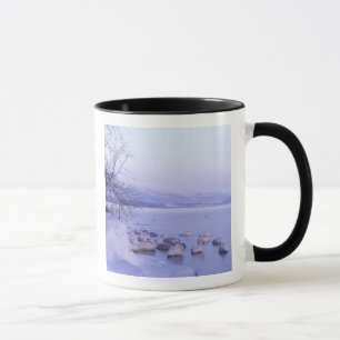 Asien, Japan, Hokkaido, Akan NP, Whopper Schwäne Tasse